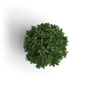 Dot Media workspace - Small green decorative plant for modern office aesthetics.