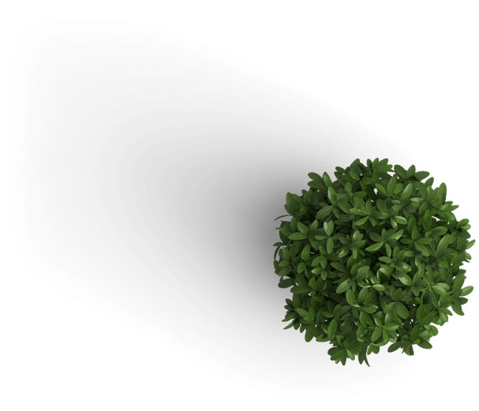 small green decorative plant